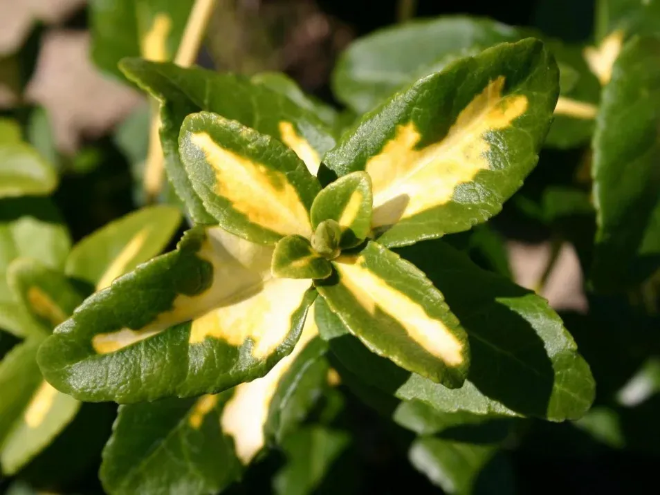 Trzmielina 'Sunspot' Euonymus fortunei