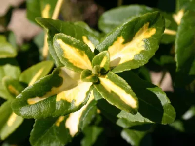 Trzmielina 'Sunspot' Euonymus fortunei