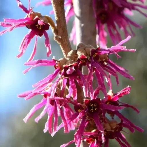 Oczar wiosenny 'Amethyst' Hamamelis verinalis