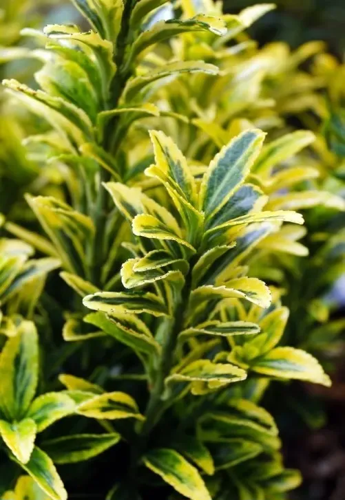 Trzmielina japońska 'Microphyllus Aureovariegatus' Euonymus japonicus