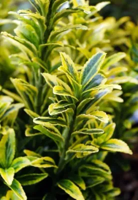 Trzmielina japońska 'Microphyllus Aureovariegatus' Euonymus japonicus