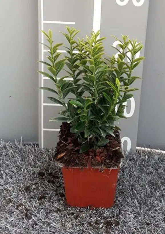 Trzmielina japońska 'Microphyllus Aureovariegatus' Euonymus japonicus