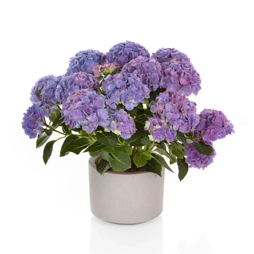 Hortensja ogrodowa 'Hi Canal Blue' Hydrangea macrophylla