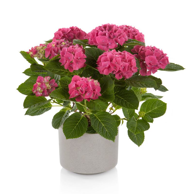 Hortensja ogrodowa 'Hi Canal Pink' Hydrangea macrophylla