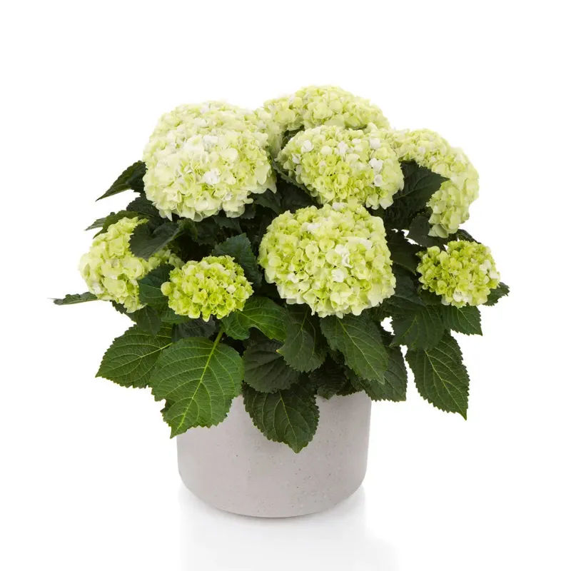 Hortensja ogrodowa 'Hi Hailstone' Hydrangea macrophylla