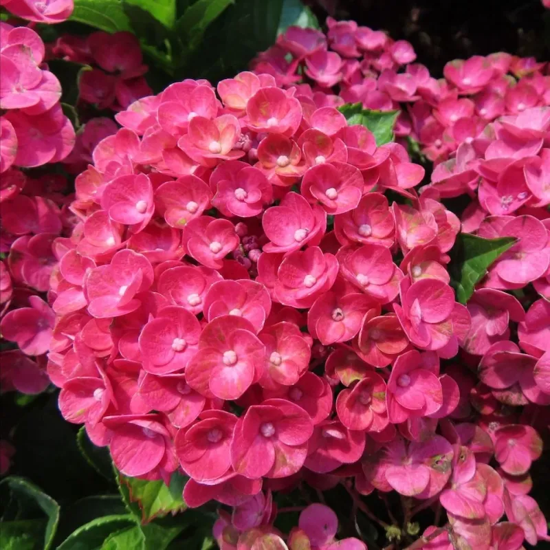 Hortensja ogrodowa 'Rebelion® Farrari Love' Hydrangea macrophylla