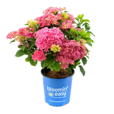 Hortensja ogrodowa 'Bloomin' Easy Starfield™ Magical Farfalla® Pink' Hydrangea macrophylla