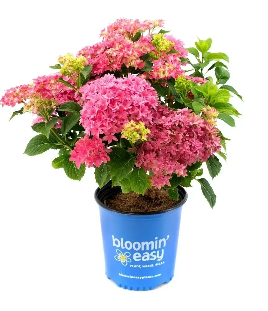 Hortensja ogrodowa 'Bloomin' Easy Starfield™ Magical Farfalla® Pink' Hydrangea macrophylla