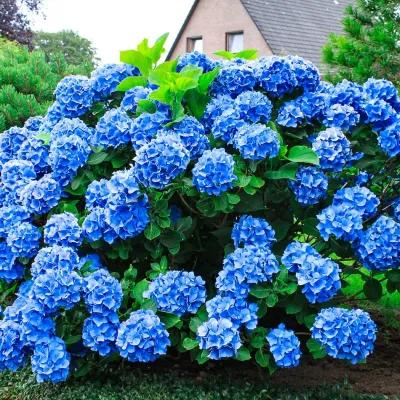 Hortensja ogrodowa 'Nikko Blue' Hydrangea macrophylla