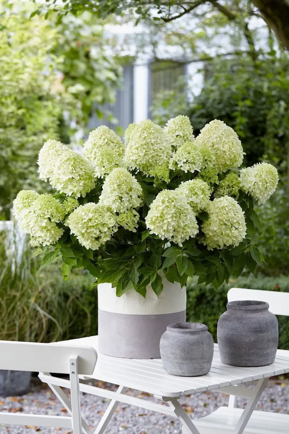 Hortensja bukietowa 'Little Spooky' Hydrangea paniculata