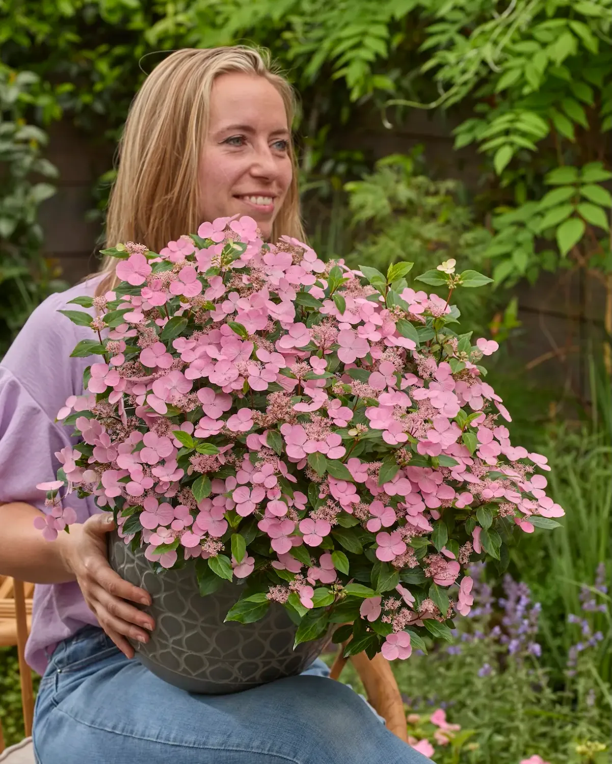 Hortensja Pierwsza Miłość 'First Love' Hydrangea scandens