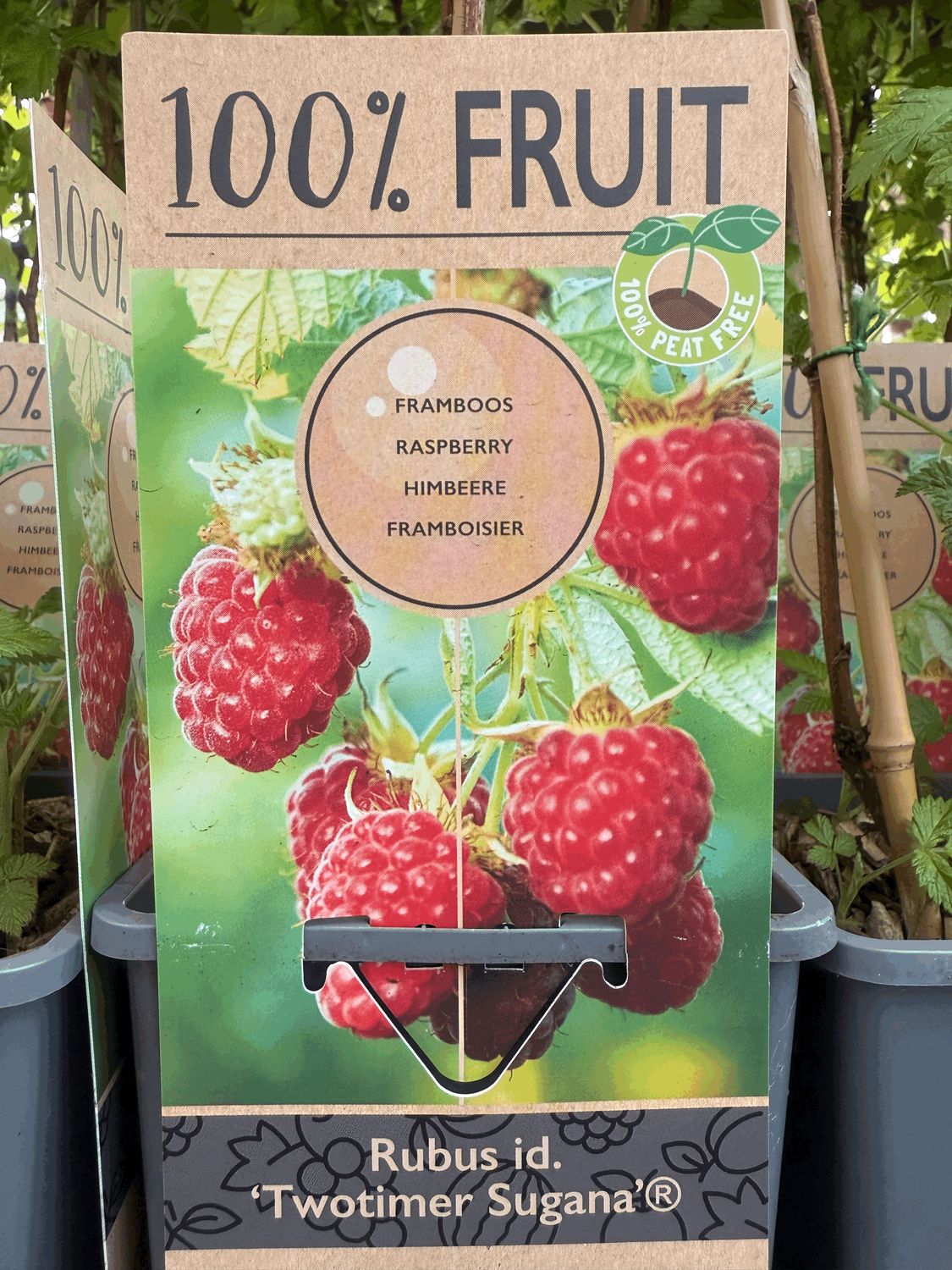 Malina 'Twotimer Sugana Red' Rubus idaeus
