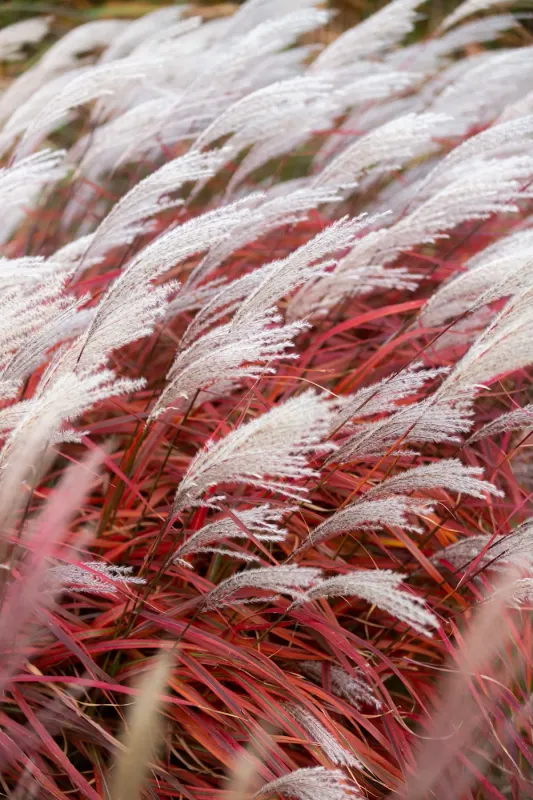 Miskant chiński 'Lady in Red' Miscanthus sinensis