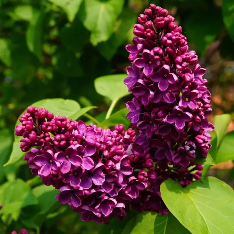 Bez, Lilak pospolity 'Charles Joly' Syringa vulgaris