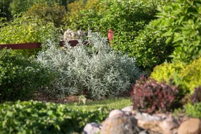 Wierzba First Edition® 'Iceberg Alley®' Salix candida