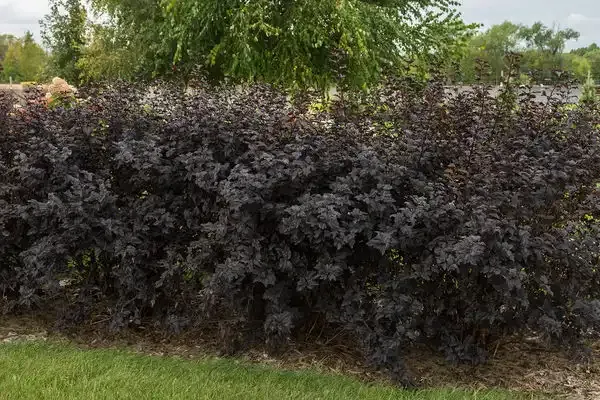 Pęcherznica kalinolistna First Edition® 'Fireside' Physocarpus