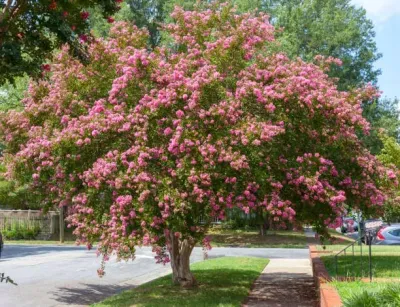 Lagerstroemia indyjska 'Hopi' Lagerstroemia indica