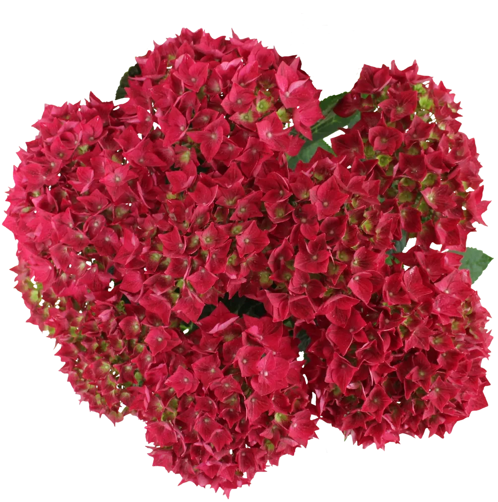 Hortensja ogrodowa 'Vox® Marine Red' Hydrangea macrophylla
