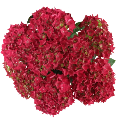 Hortensja ogrodowa 'Vox® Marine Red' Hydrangea macrophylla