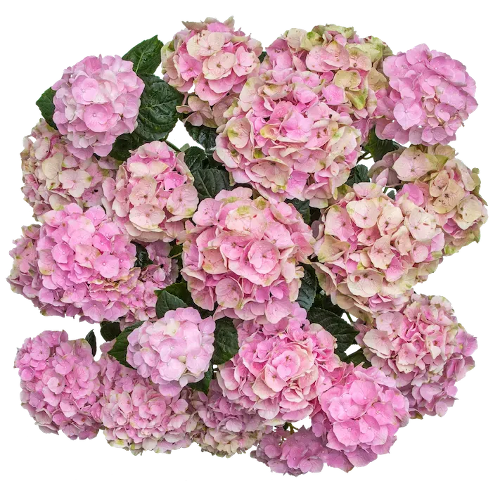 Hortensja ogrodowa 'Vox® Pastel Pink' Hydrangea macrophylla