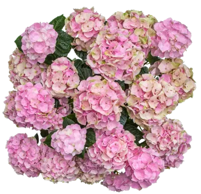 Hortensja ogrodowa 'Vox® Pastel Pink' Hydrangea macrophylla