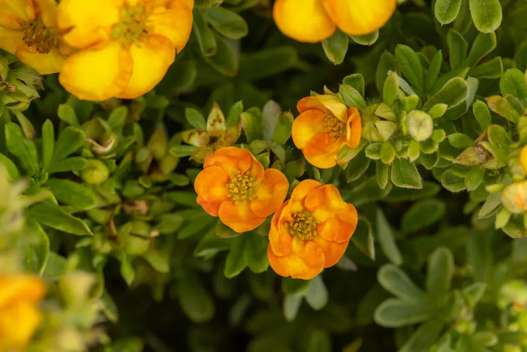 Pięciornik First Edition® 'Marmalade®' Potentilla fruticosa