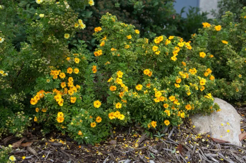 Pięciornik First Edition® 'Marmalade®' Potentilla fruticosa