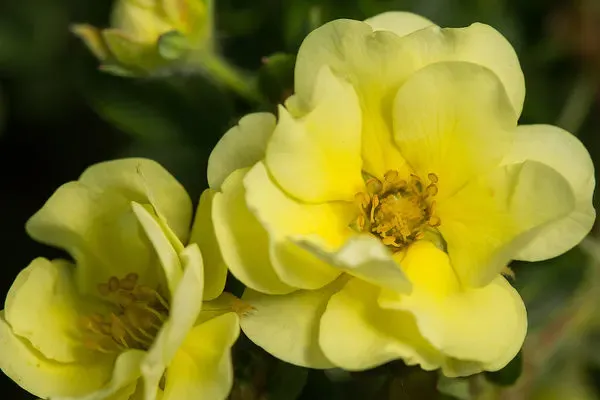 Pięciornik First Edition® 'Lemon Meringue™' Potentilla fruticosa