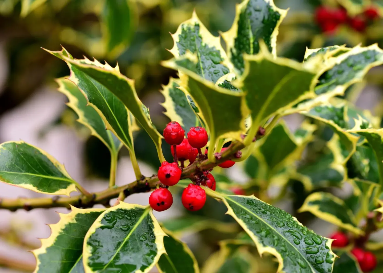 Ostrokrzew 'Madame Briot' Ilex aqualifolium