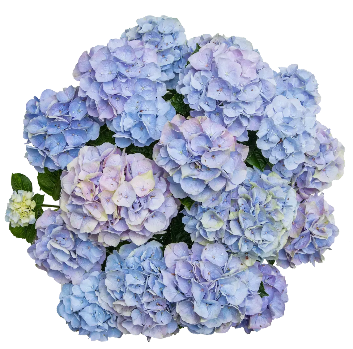 Hortensja ogrodowa 'Vox® Pastel Blue' Hydrangea macrophylla
