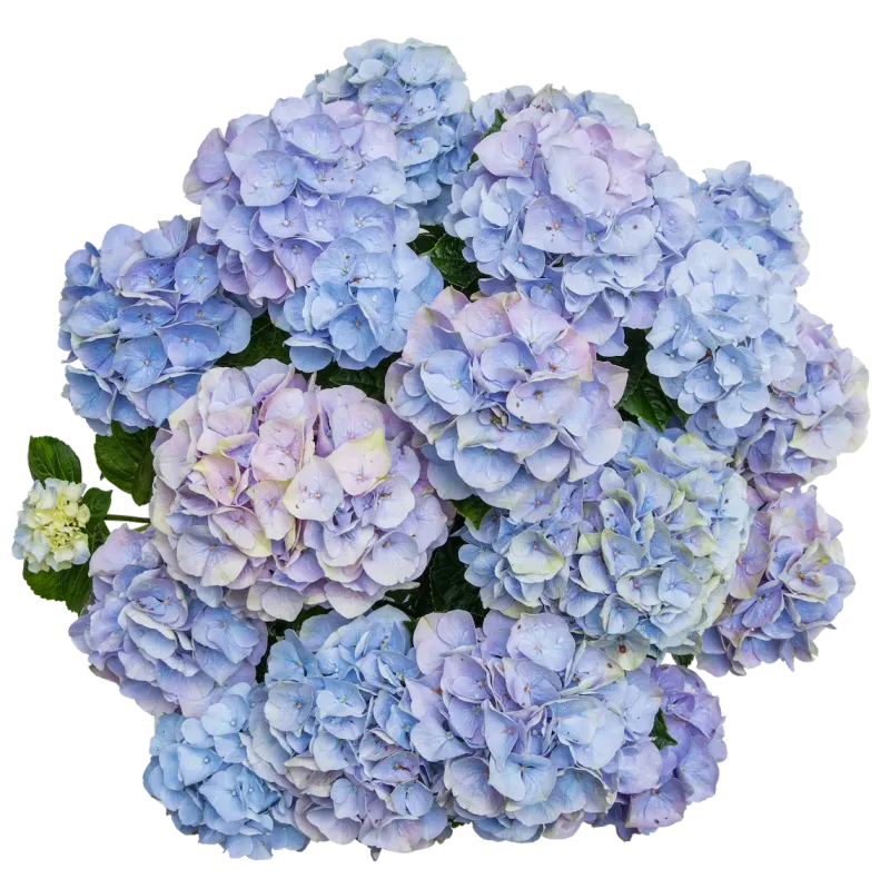 Hortensja ogrodowa 'Vox® Pastel Blue' Hydrangea macrophylla