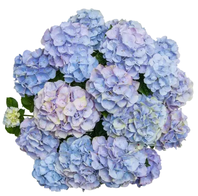 Hortensja ogrodowa 'Vox® Pastel Blue' Hydrangea macrophylla