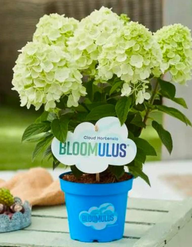 Hortensja bukietowa Bloomulus® 'Fluffa' Hydrangea paniculata