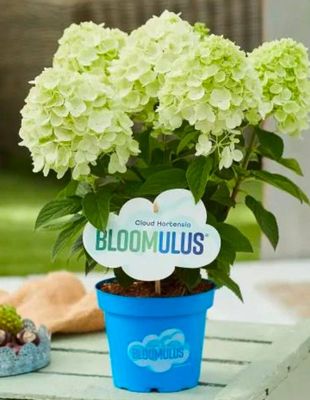 Hortensja bukietowa Bloomulus® 'Fluffa' Hydrangea paniculata