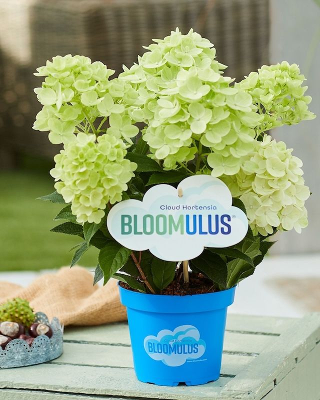 Hortensja bukietowa Bloomulus® 'Stratus' Hydrangea paniculata