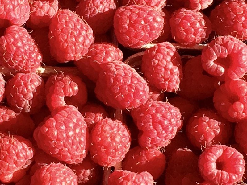 Malina 'Clarita' Rubus idaeus