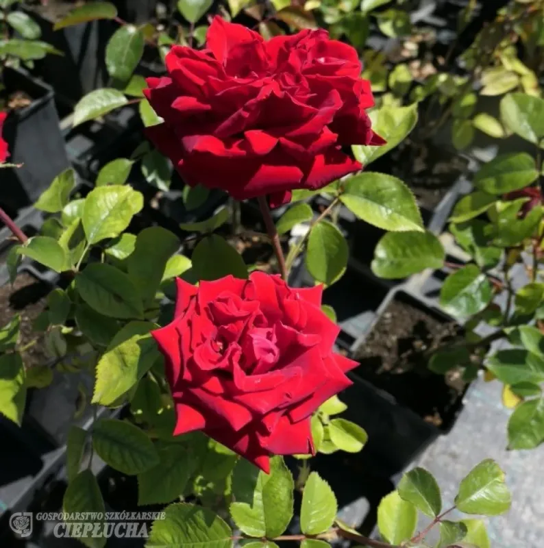 Róża wielkokwiatowa stojąca 'Tenerife' Rosa