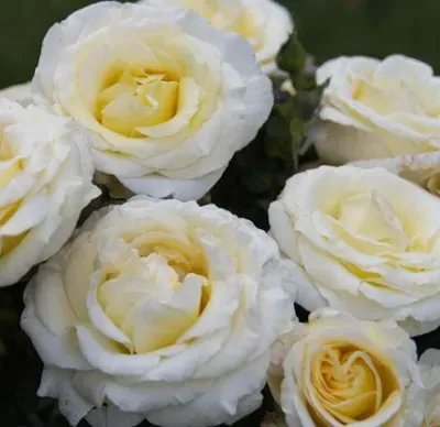 Róża wielkokwiatowa stojąca 'Chopin' Rosa