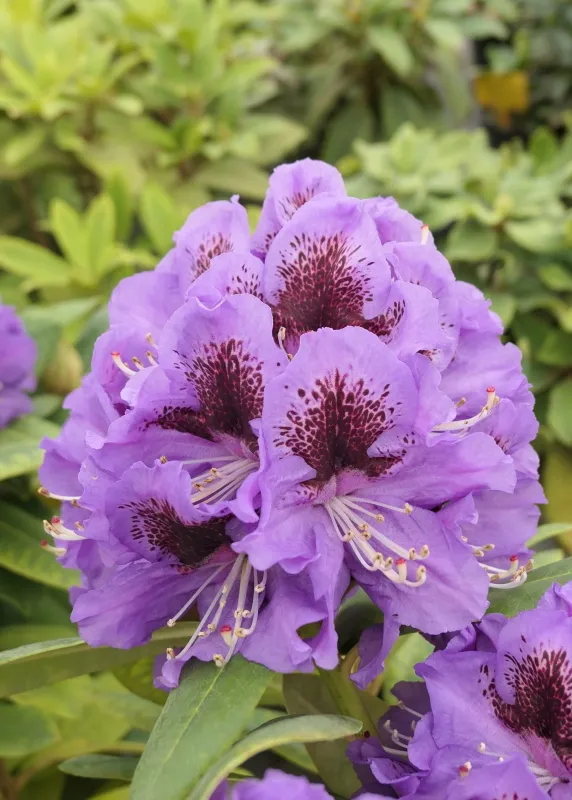 Rododendron Różanecznik 'Anna Jagiellonka' Rhododendron