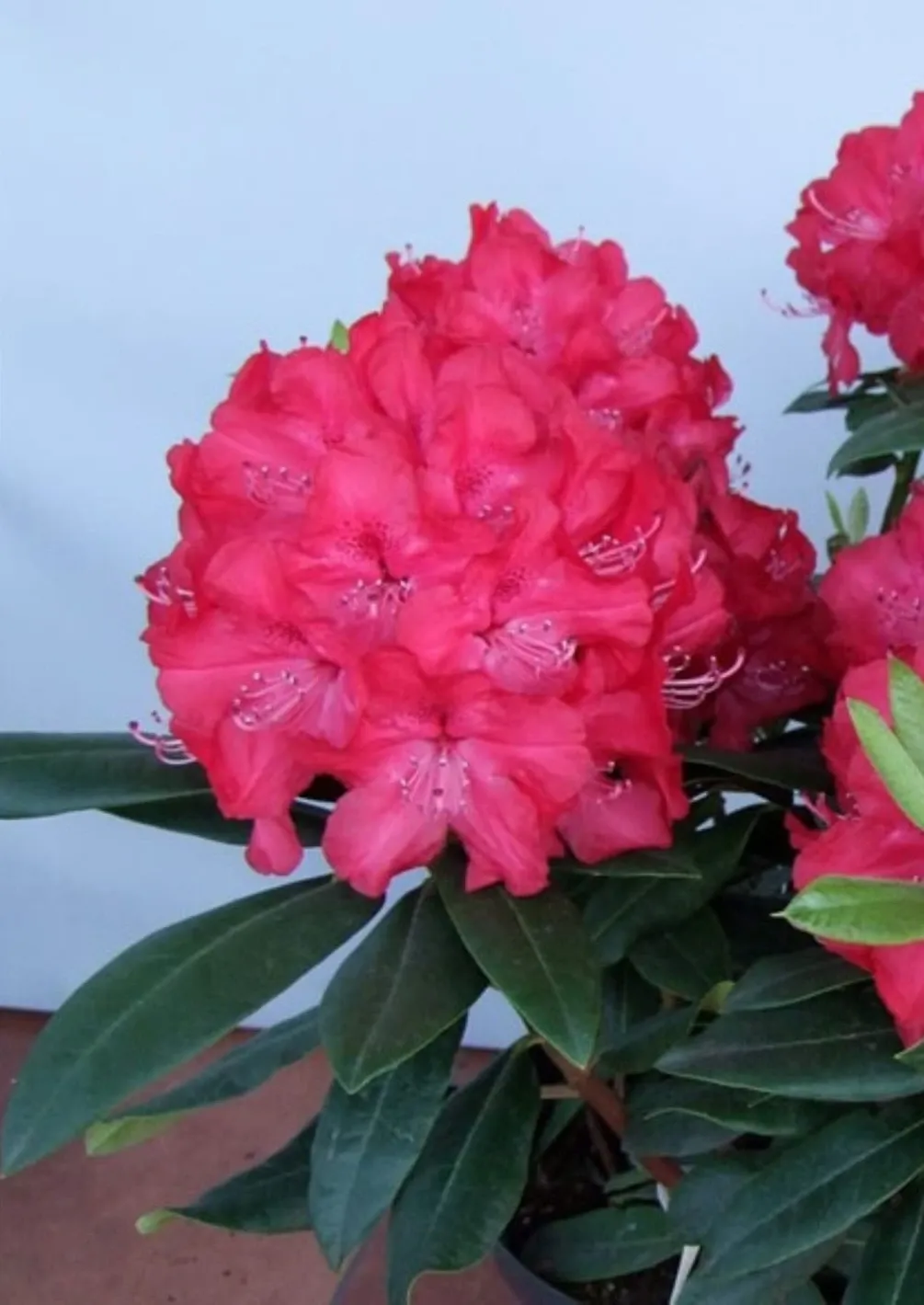 Rododendron Różanecznik 'Władysław Jagiełło' Rhododendron
