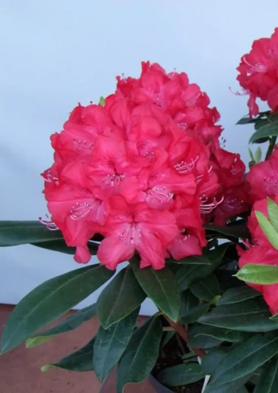 Rododendron Różanecznik 'Władysław Jagiełło' Rhododendron