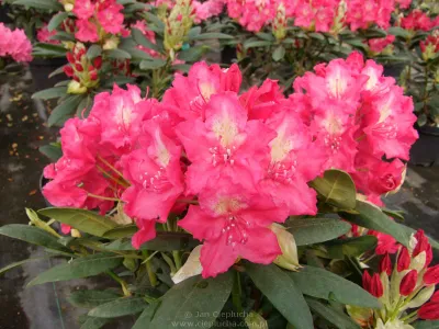 Rododendron Różanecznik 'Jan III Sobieski' Rhododendron Rododendron Różanecznik 'Jan III Sobieski' Rhododendron