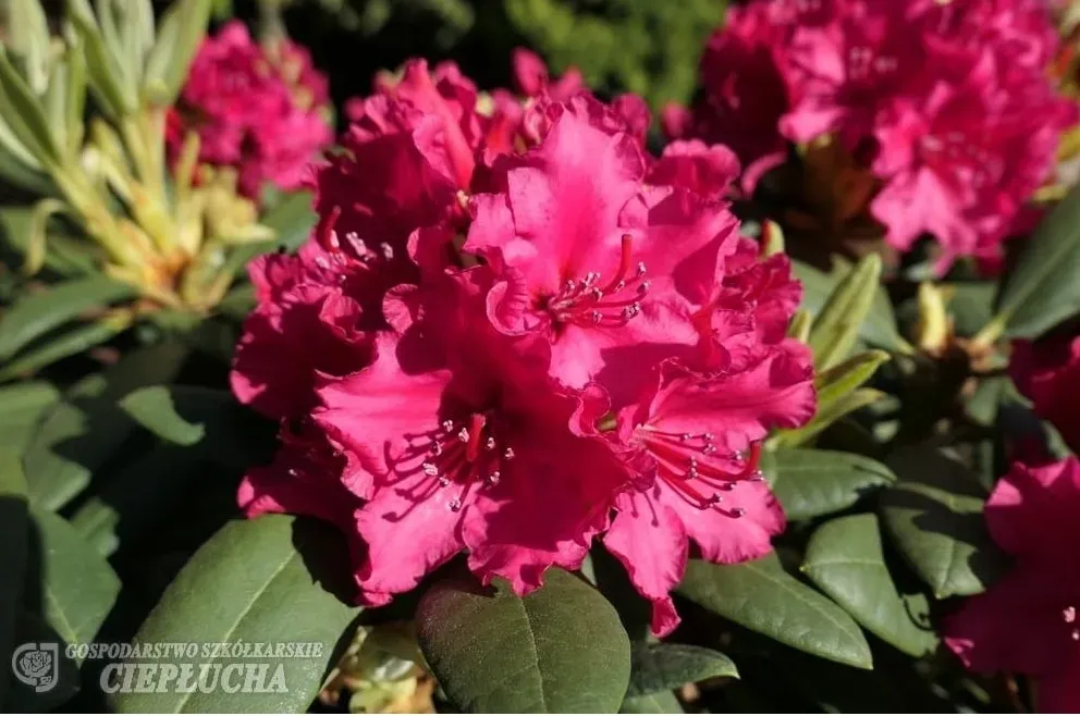 Rododendron Różanecznik 'Neon Kiss' Rhododendron