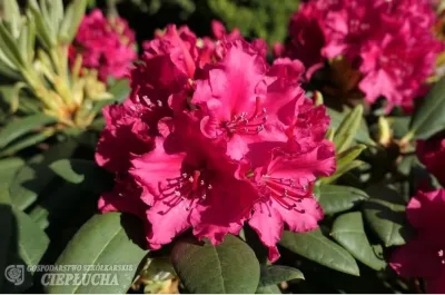Rododendron Różanecznik 'Neon Kiss' Rhododendron