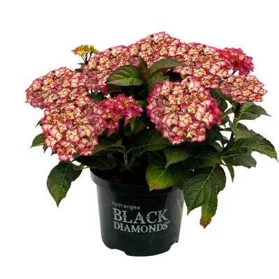 Hortensja ogrodowa Black Diamonds® 'Midinght Beauty® Red' Hydrangea macrophylla