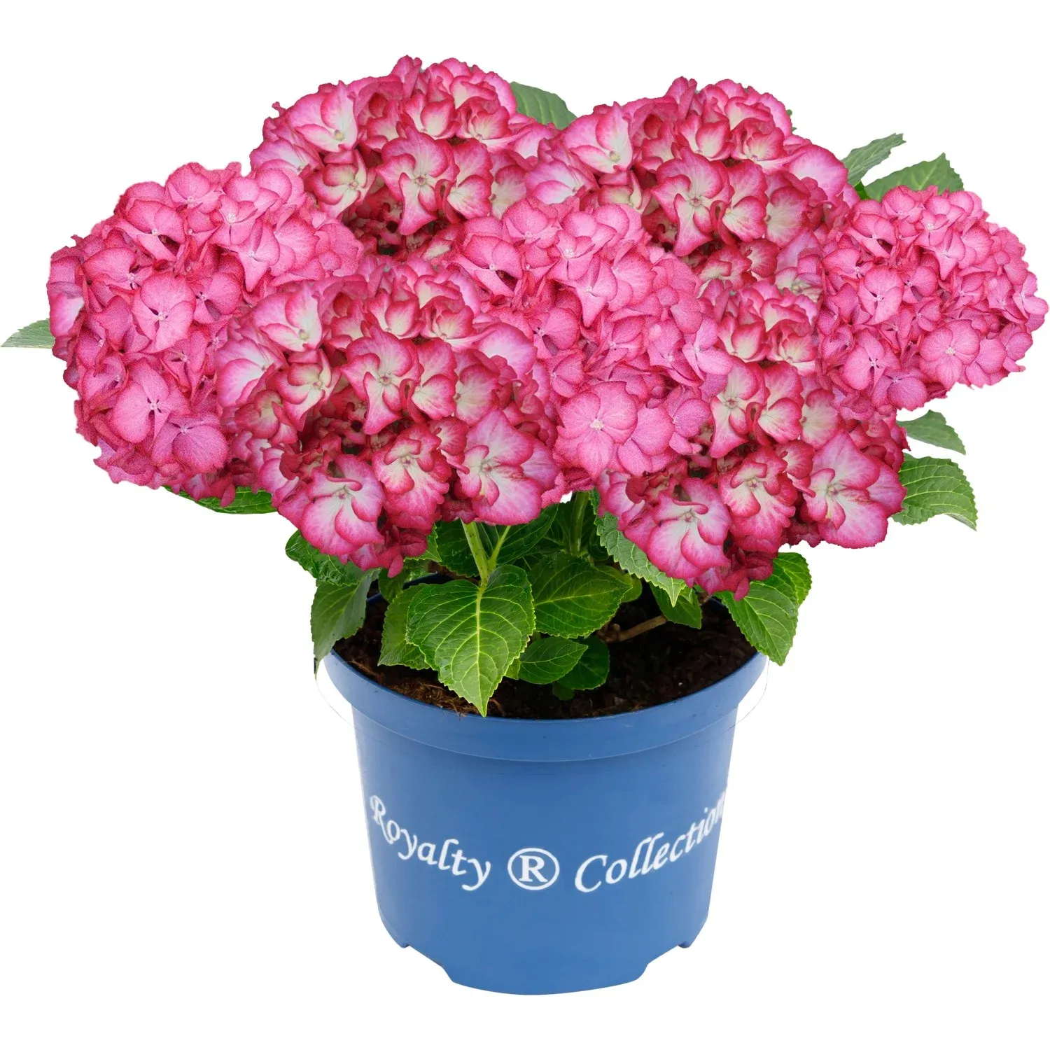 Hortensja ogrodowa Royalty Colletion® 'Beauty of Boskoop®' Hydrangea macrophylla