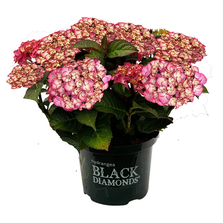 Hortensja ogrodowa Black Diamonds® 'Midinght Beauty® Purple' Hydrangea macrophylla