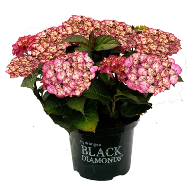 Hortensja ogrodowa Black Diamonds® 'Midinght Beauty® Purple' Hydrangea macrophylla