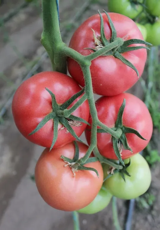 Pomidor malinowy 'Esmira'