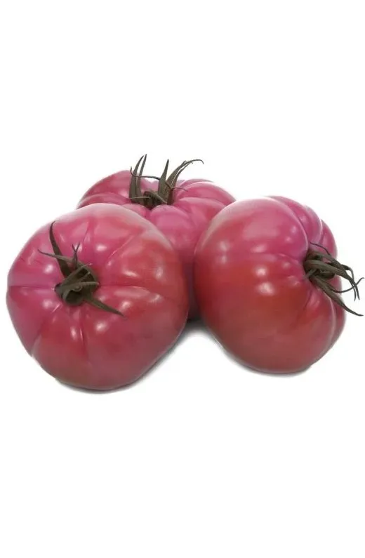 Pomidor malinowy 'Gusto Pink'